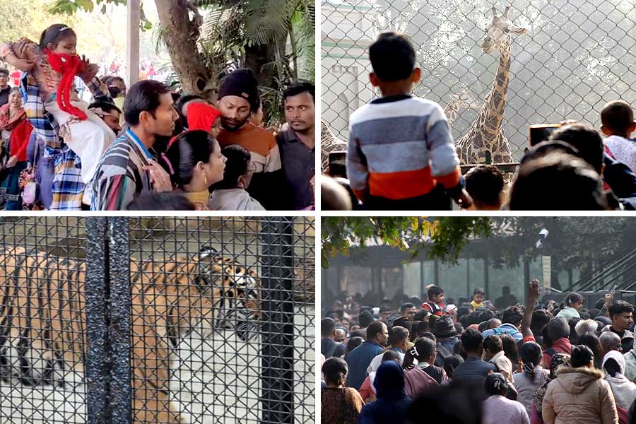 বছর শুরুতে রঙিন চিড়িয়াখানা, আহ্লাদে আটখানা খুদেরা