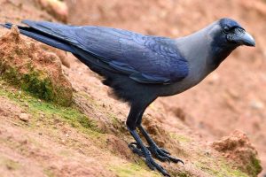 মৃত্যুর কবলে শয়ে শয়ে কাক, নেপথ্যে H5N1 ভাইরাস, ছড়াতে পারে মানবশরীরেও!