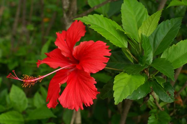 Hibiscus