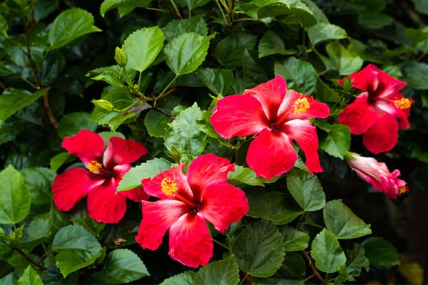 Hibiscus