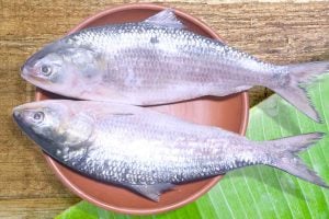 ২ ইলিশের দাম দশ হাজার! বাংলাদেশের পদ্মাপারে চমক দিল রূপোলি শস্য