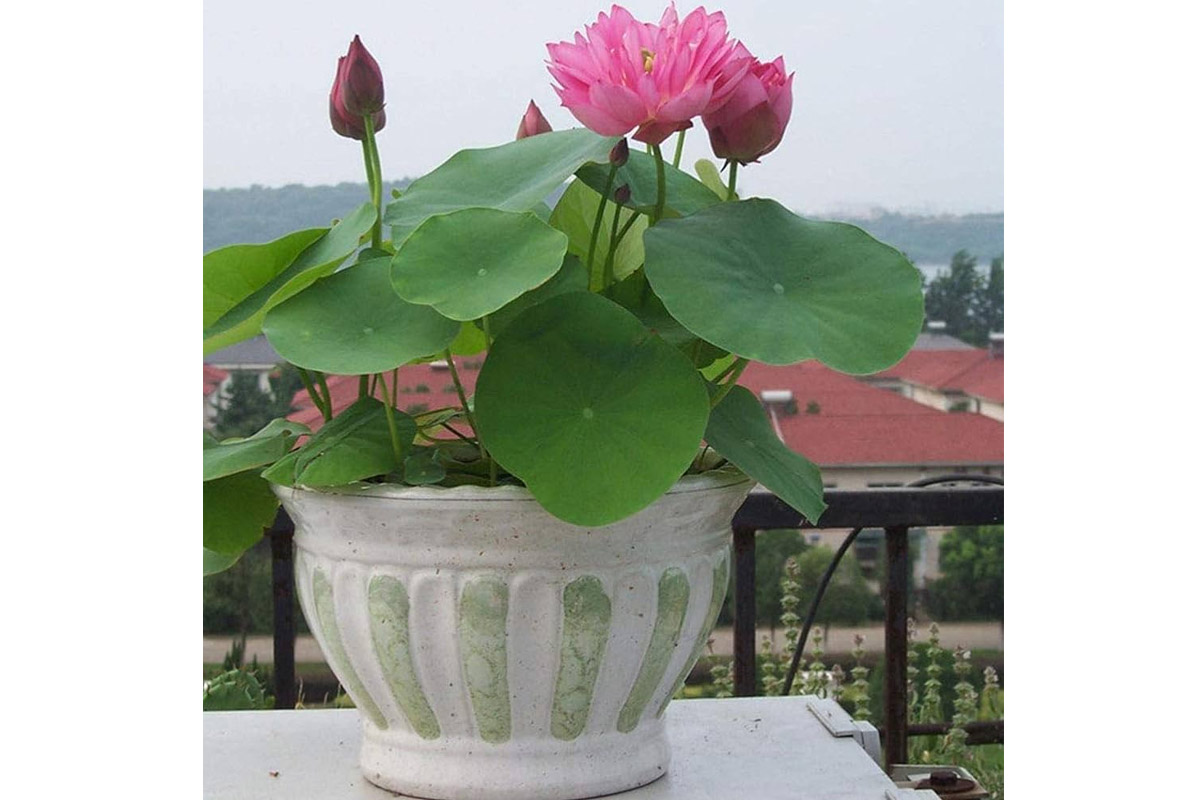 Lotus