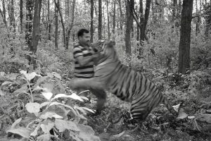 এক ঘণ্টা বাঘে-মানুষের অসম লড়াই! সুন্দরবনের জঙ্গলে মৎস্যজীবীকে টেনে নিয়ে গেল দক্ষিণরায়
