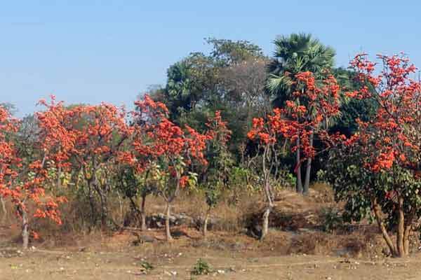 Palash