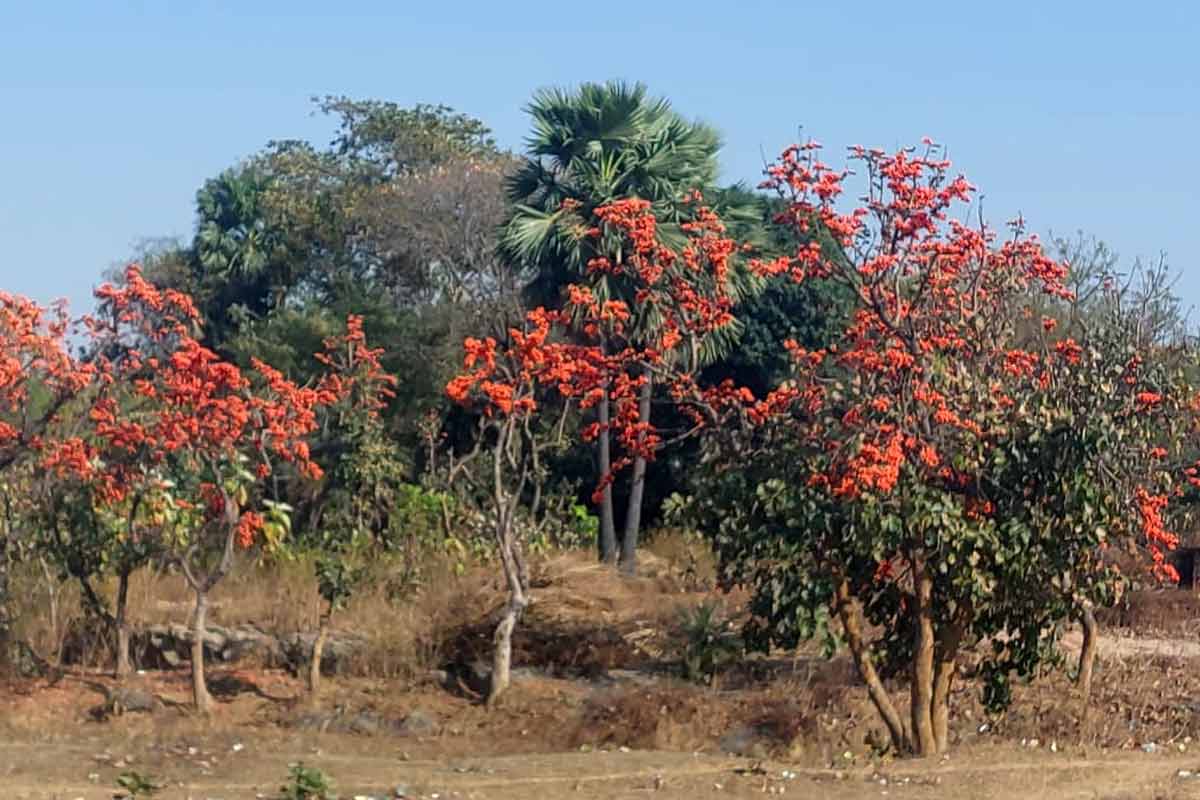 আগুন ঝরানো লাল পলাশের হাতছানি, পুরুলিয়ায় পর্যটকের ঢল সামলাতে সতর্ক বনদপ্তর