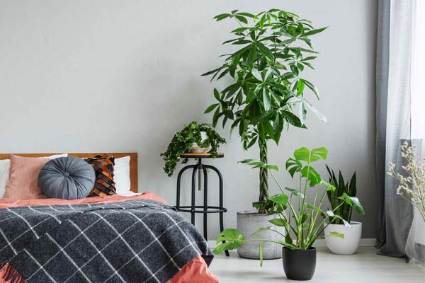 Plants