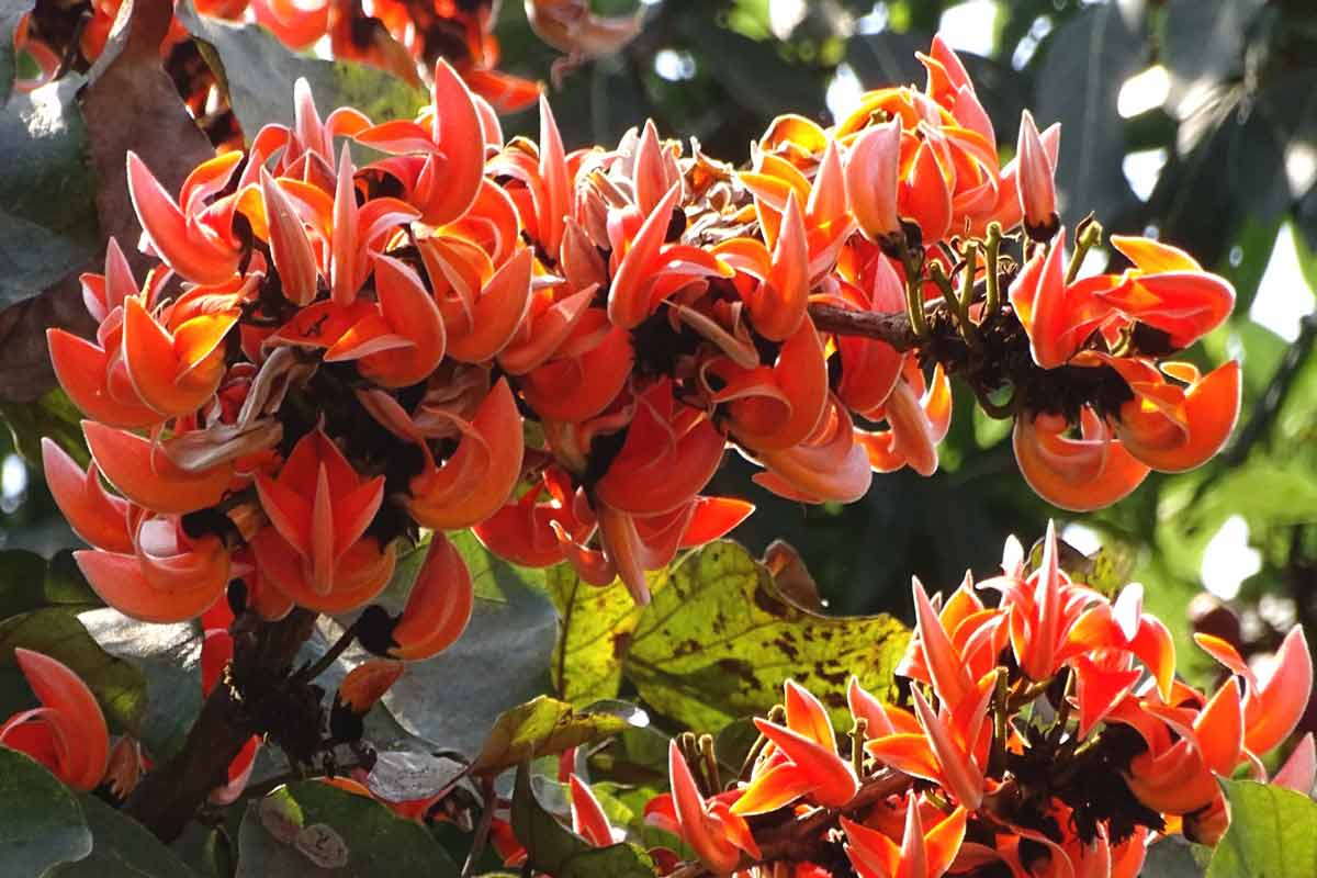 বিলম্বিত বসন্তে বৃষ্টি, ফাগুনে পুরুলিয়ায় ফুটবে মনকাড়া পলাশ?