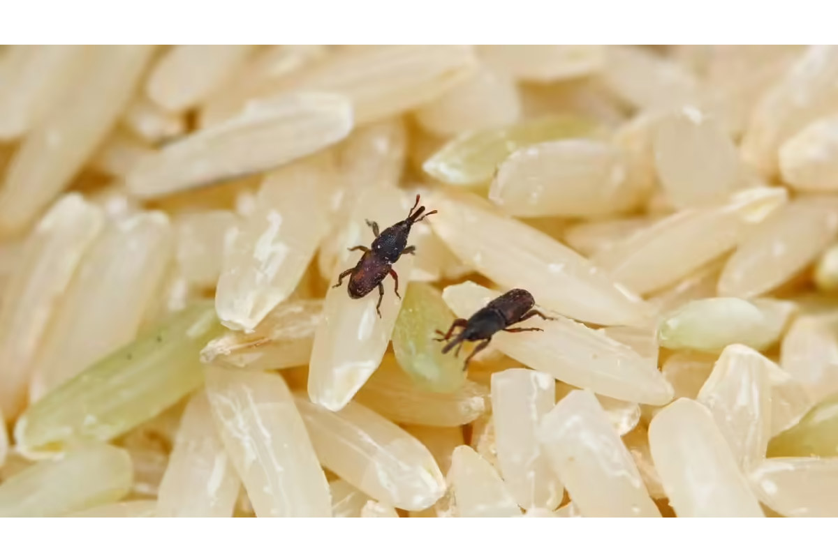 Lifestyle Tips: Protect stored rice from insects with these 4 easy, cost-free home tips