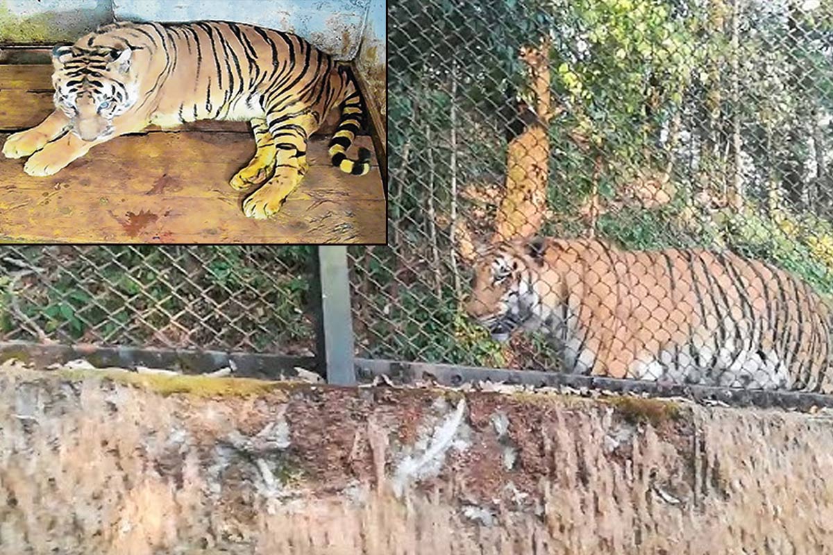 একদশক পর কাটা হল নখ! দার্জিলিংয়ের ‘বুড়ো’ রয়্যাল বেঙ্গল বাঘকে সুস্থ করলেন কলকাতার চিকিৎসক