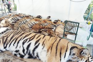 ১০ দিনে ৭২টি বাঘের মৃত্যু! থাইল্যান্ডের চিড়িয়াখানায় চাঞ্চল্য