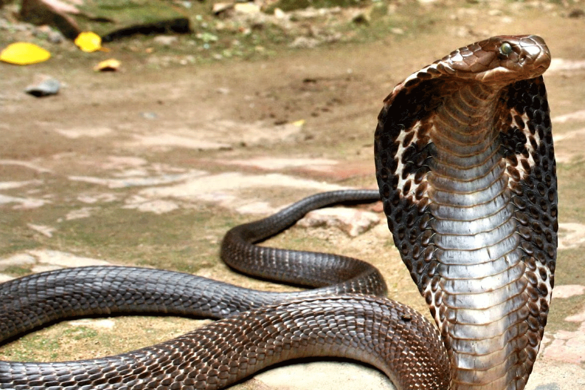 indian railways in panic to find snake on a train