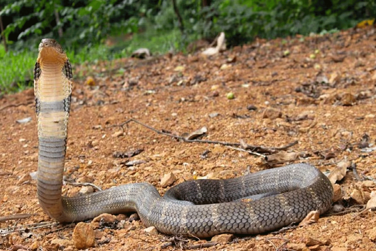 King cobras snake are being spotted under train seats in Goa