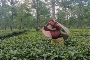 উৎপাদন ক্রমেই কমছে ‘শ্যাম্পেন অফ টি’ নামে বিশ্বে খ্যাত দার্জিলিং চায়ের, বাড়ছে উদ্বেগ