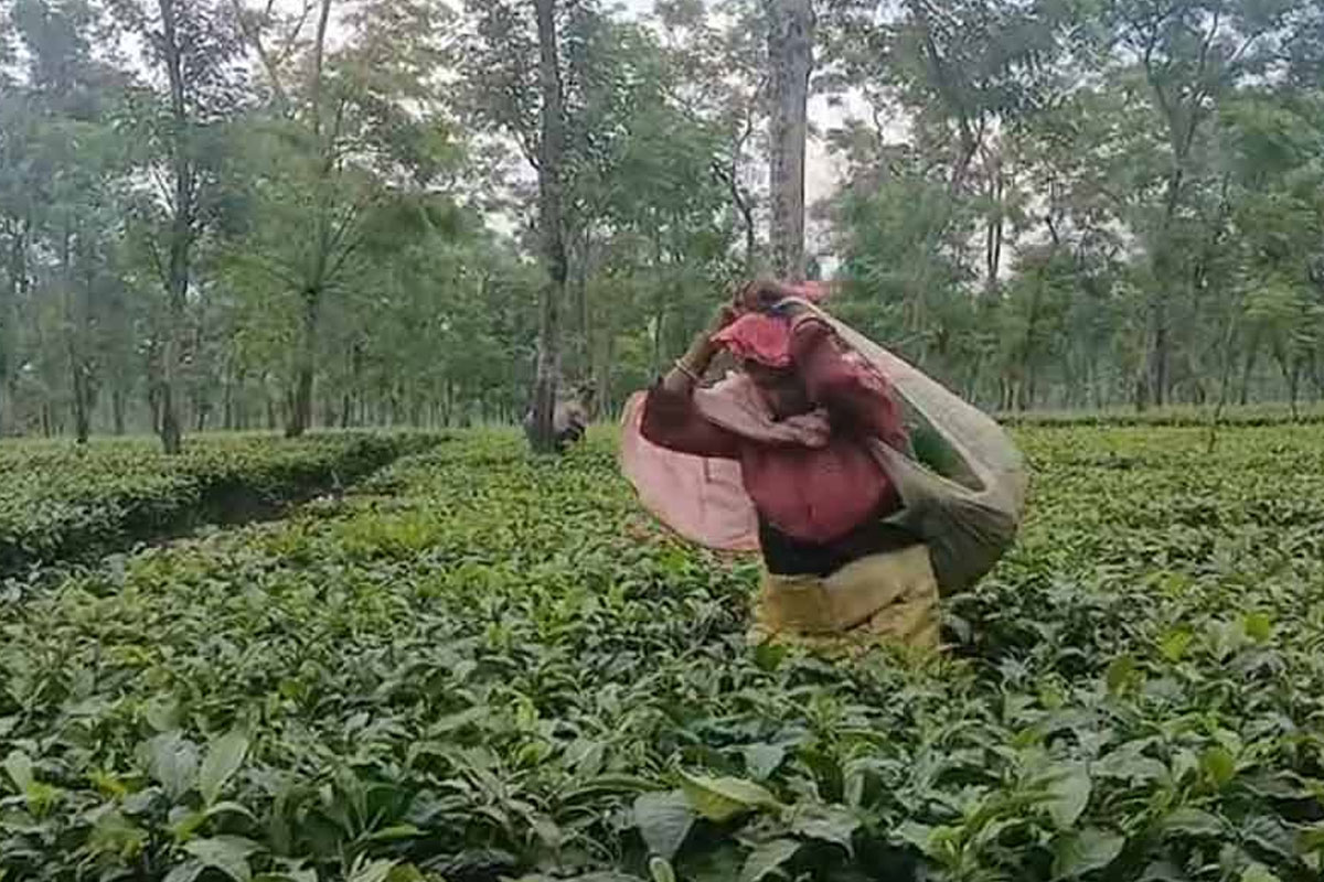 মধ্যপ্রাচ্যের যুদ্ধের আঁচ দার্জিলিংয়েও, অর্থডক্স চা রপ্তানিতে কয়েকশো কোটি টাকা ক্ষতির আশঙ্কা