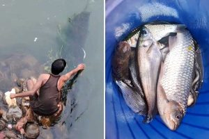 জলপাইগুড়িতে মাছের মড়ক! রুই-কাতলা, চিতল ভেসে যাচ্ছে করলায়, মাছ ধরতে হুড়োহুড়ি জনতার
