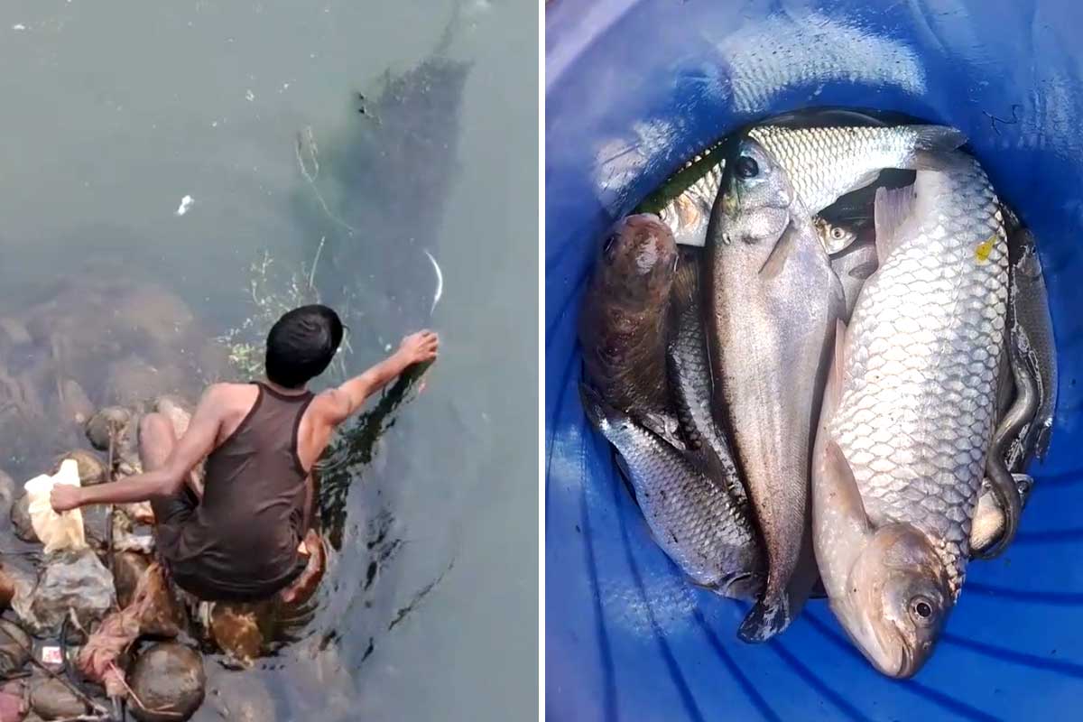 জলপাইগুড়িতে মাছের মড়ক! রুই-কাতলা, চিতল ভেসে যাচ্ছে করলায়, মাছ ধরতে হুড়োহুড়ি জনতার