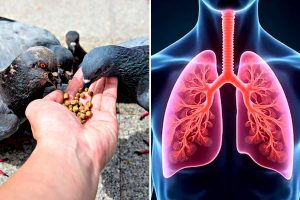পায়রাকে খাওয়ানো নিষিদ্ধ একাধিক দেশে, হচ্ছে লক্ষাধিক জরিমানাও! নেপথ্যে কোন রোগের বাসা?