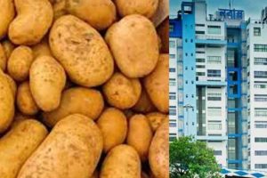 আলুর বাড়তি ফলন, কৃষকদের লোকসান এড়াতে ন্যূনতম সহায়ক মূল্য বেঁধে দিল নবান্ন
