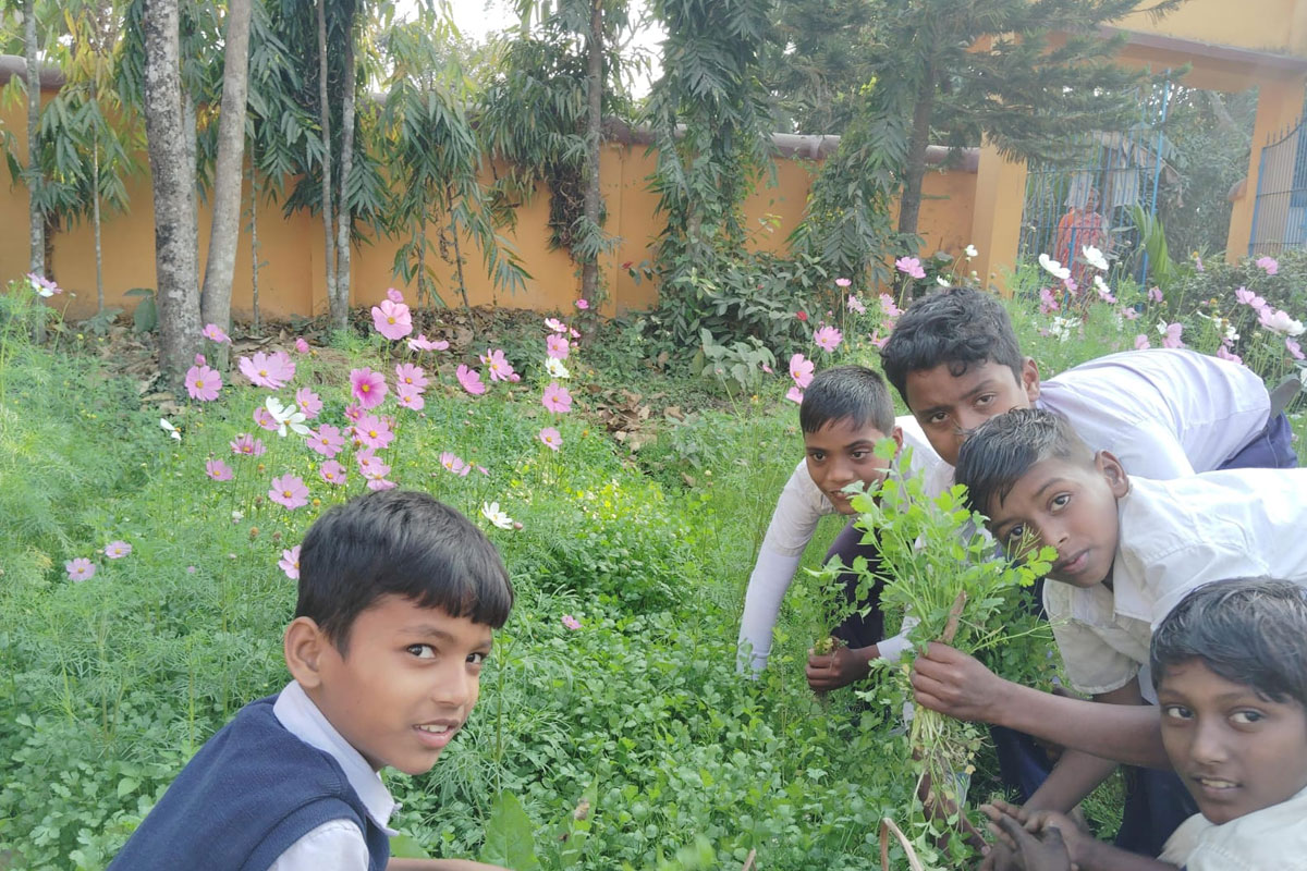 Vegetables for mid-day meals are being grown in schools in Raydighi