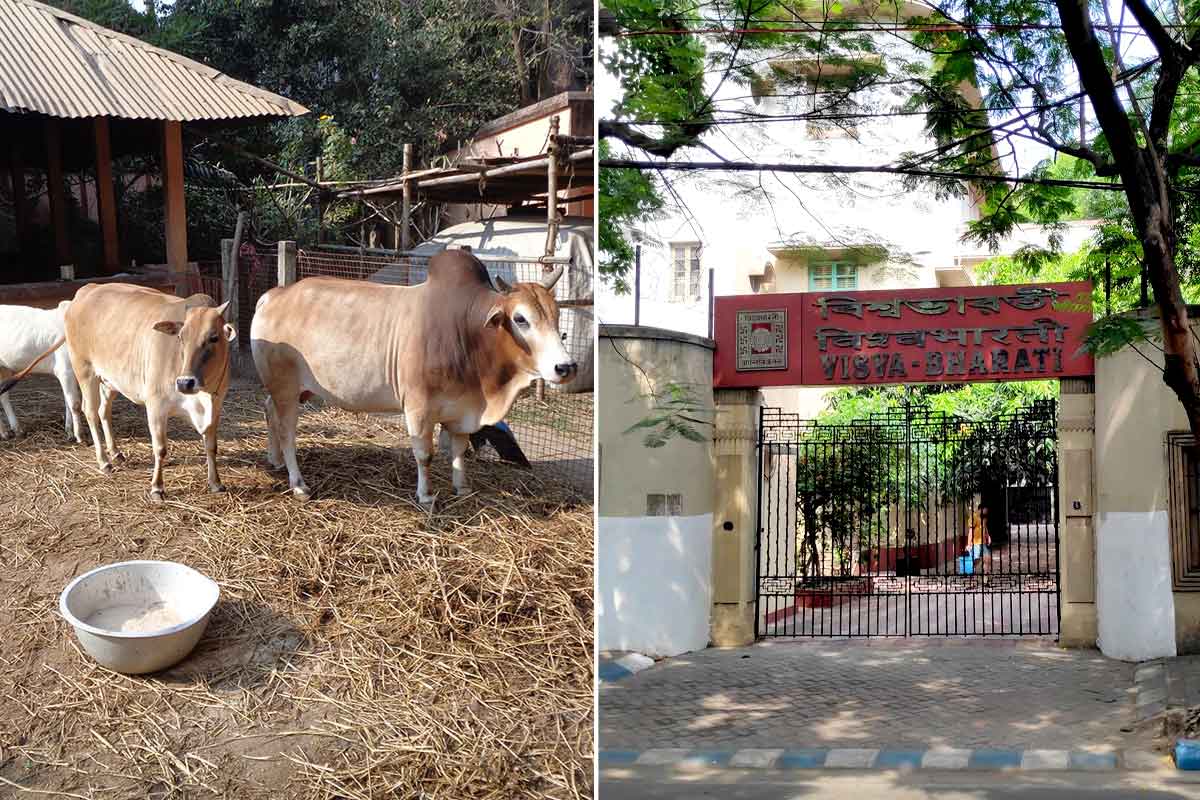 কবিগুরুর শ্রীনিকেতনে এবার গোশালা বানাবে বিশ্বভারতী! ঘোষণার পরেই নিন্দার ঝড় লালমাটিতে
