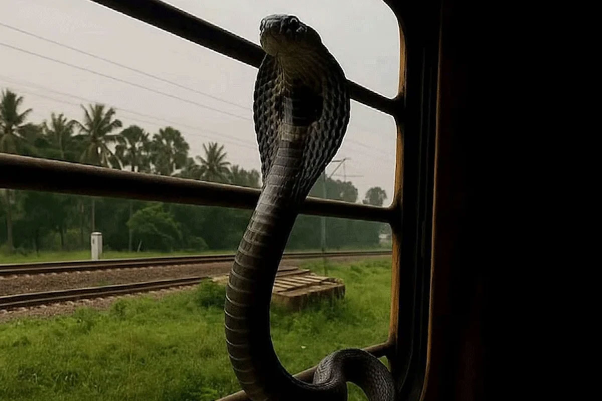 জঙ্গল ছেড়ে ট্রেনের সিটের নিচে ভিড় বাড়াচ্ছে কিং কোবরা! নেপথ্যে যাত্রীদের এই বিরাট গাফিলতি