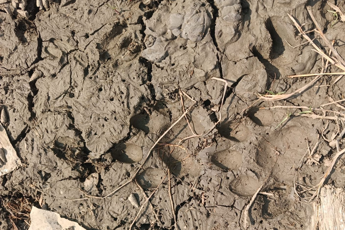 Tiger attack sparks panic in Sundarbans Jharkhali 