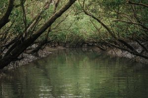 কাঁকড়া ধরতে যাওয়াই কাল, স্ত্রীর সামনে থেকেই স্বামীকে…! সুন্দরবনের জঙ্গলে ভয়ংকর কাণ্ড