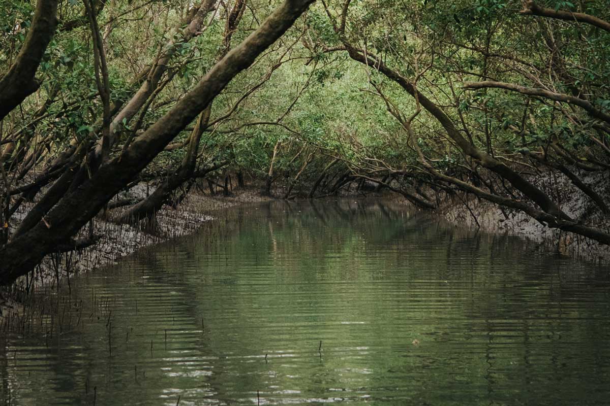 কাঁকড়া ধরতে যাওয়াই কাল, স্ত্রীর সামনে থেকেই স্বামীকে…! সুন্দরবনের জঙ্গলে ভয়ংকর কাণ্ড