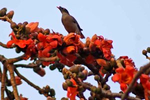 বসন্ত জাগ্রত দ্বারে! চড়ছে পারদ, শীতের মেয়াদ ফুরোতে আর ক’দিন বাকি?
