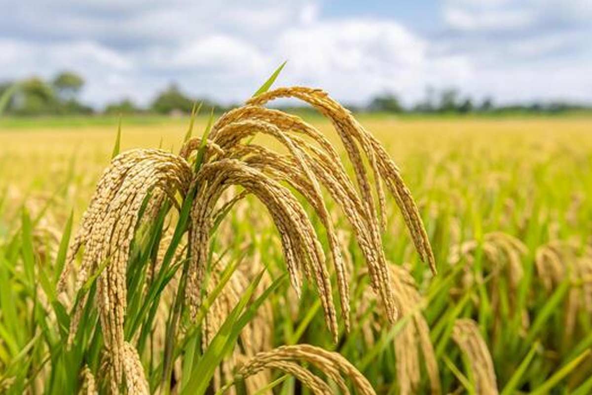 বাংলায় কৃষিবিপ্লব, এক ফসলের খরচে দুই বা তিনবার চাষে বাড়ছে আয়
