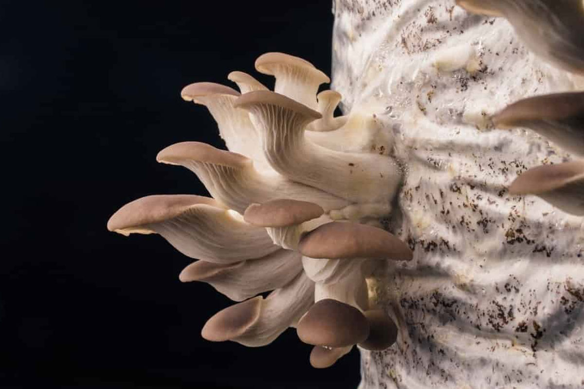 Consuming 50 grams Mushrooms per day may help in Cancer Treatment