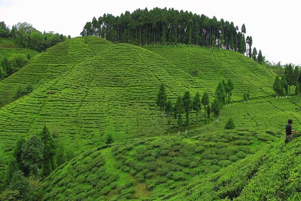 Tea Destinations 1