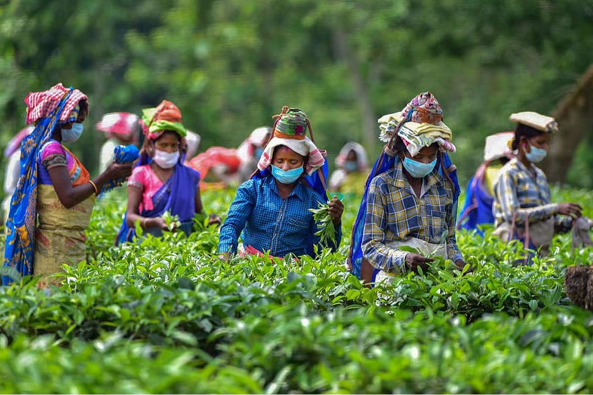 Tea Destinations 3