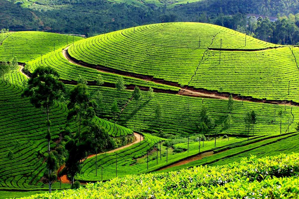 Tea Destinations 2