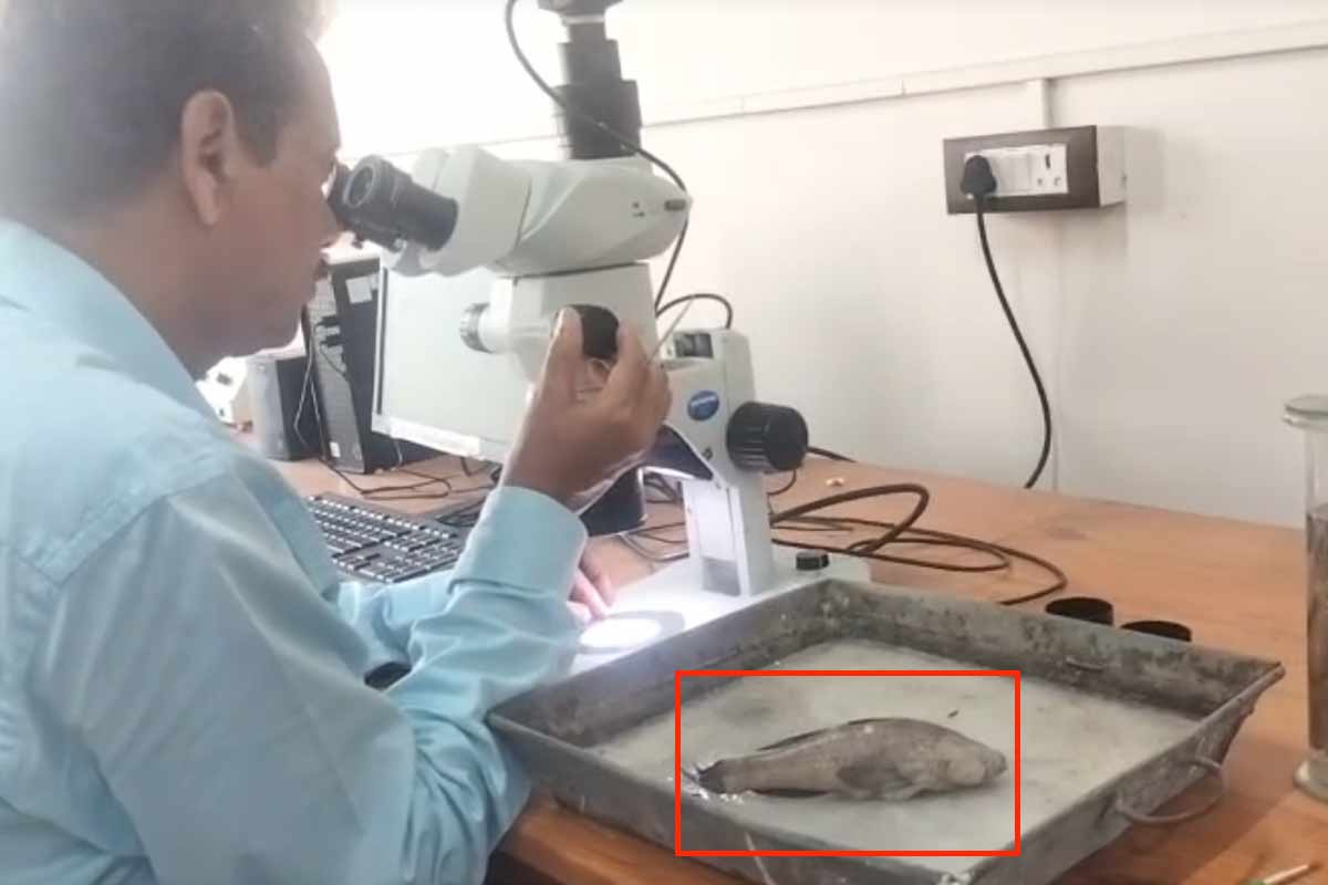 রূপনারায়ণে নতুন প্রজাতির মাছের খোঁজ, নাম জুড়ে গেল দেবী বর্গভীমার সঙ্গে!