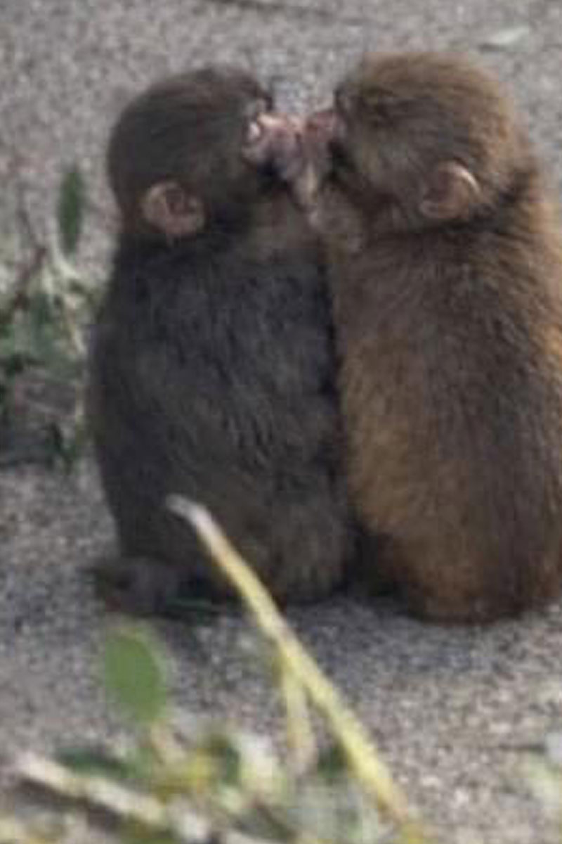 Punch, the viral baby macaque from Japan’s Ichikawa City Zoo, has a new friend