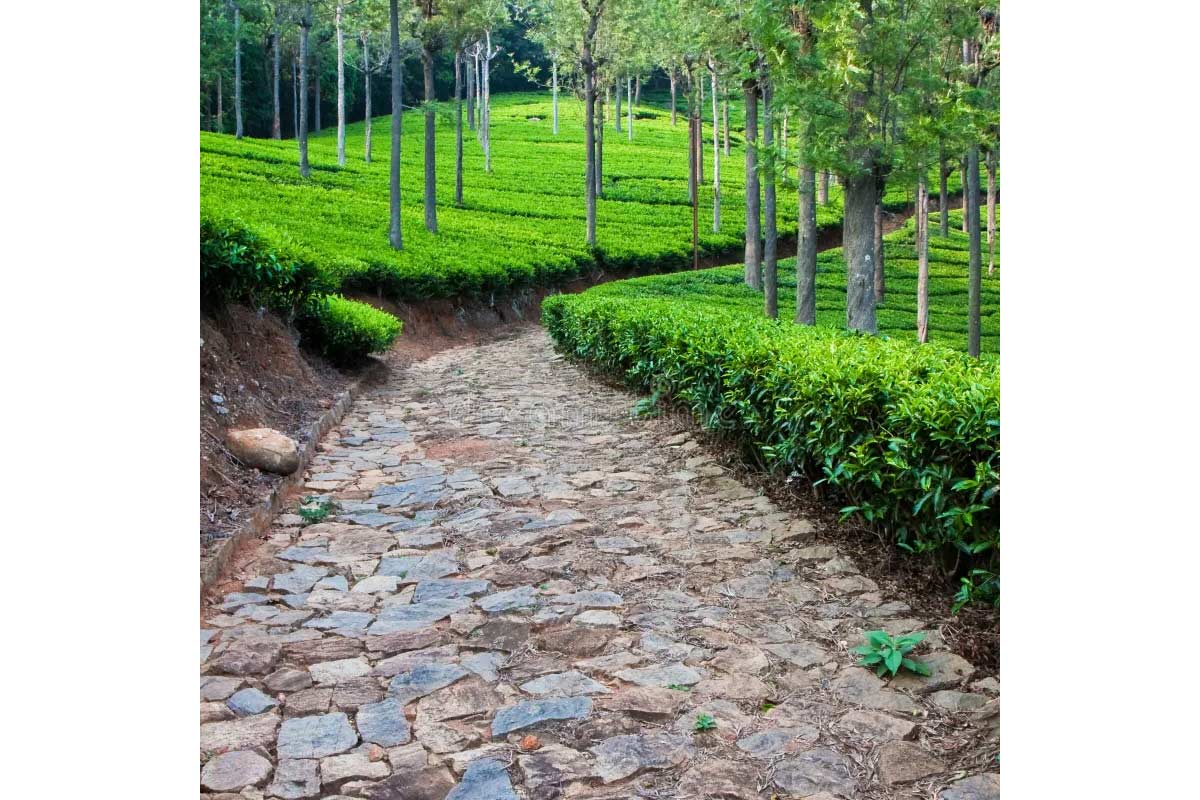 Tea Destinations 4
