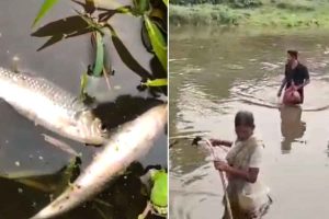 করলার পর পাঙ্গা নদীতে মড়ক! মরা মাছ ধরতে হুড়োহুড়ি, বিষ প্রয়োগের ফল?