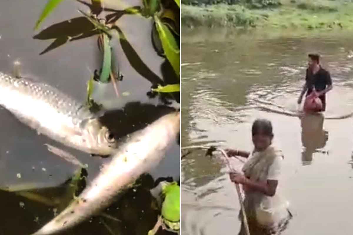 করলার পর পাঙ্গা নদীতে মড়ক! মরা মাছ ধরতে হুড়োহুড়ি, বিষ প্রয়োগের ফল?