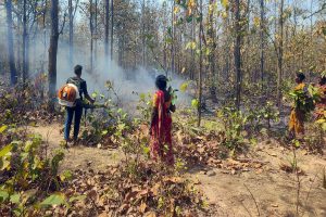 পাতা ঝরা বসন্তে রোজ পুড়ছে জঙ্গল, নেপথ্যে অসাধু চক্র! উদ্বেগ বাড়ছে বনদপ্তরের