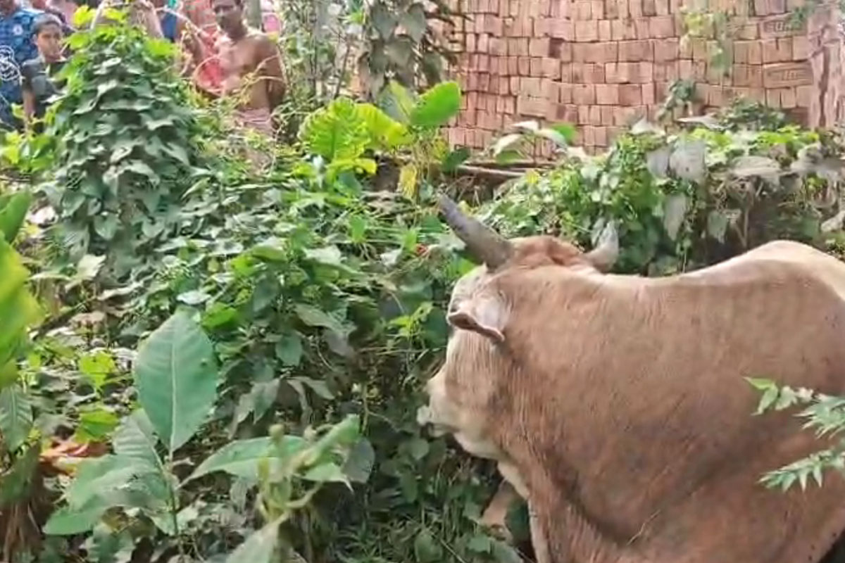 নৃশংস, ফসলের জমিতে ঢোকায় ষাড়ের পায়ে অস্ত্রের কোপ! পলাতক বিজেপি নেতা ও কর্মী