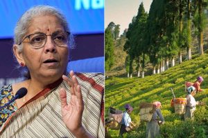 ‘চা শ্রমিকদের সঙ্গে অন্যায় হচ্ছে’, ভোটের মুখে রাজ্যকে টার্গেট নির্মলার, পালটা তৃণমূল