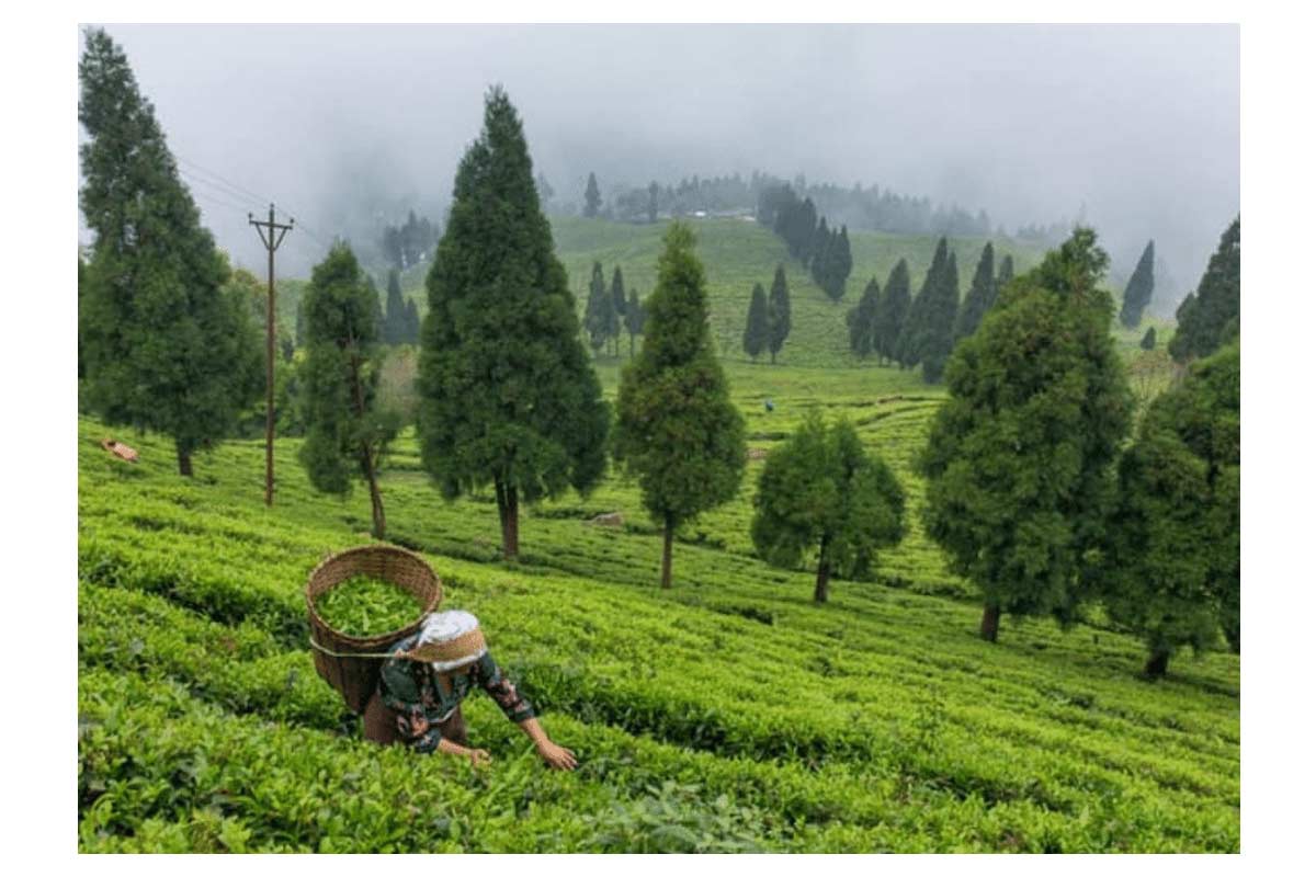 Tea Destinations 5