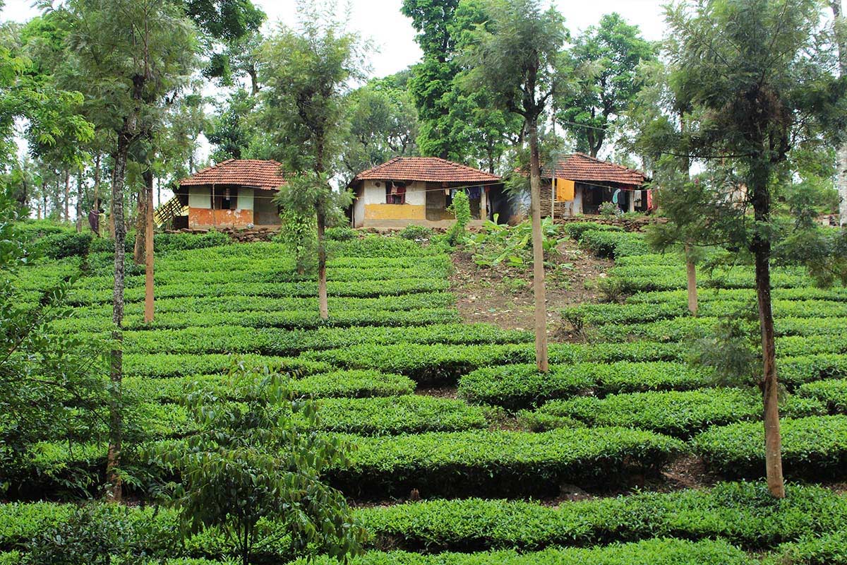 Tea Destinations 6