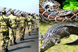 অস্ত্র নয়, ভরসা সাপ-কুমিরে! বাংলাদেশি অনুপ্রবেশ রুখতে শাহী নির্দেশে ‘সরীসৃপ বাহিনী’ গড়ছে বিএসএফ