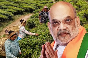 দার্জিলিঙে চা বাগান উন্নয়ন নিয়ে বণিকসভার দাবি কানে তোলেনি কেন্দ্র! প্রশ্নে ‘শাহী’ ভরসার শপথ