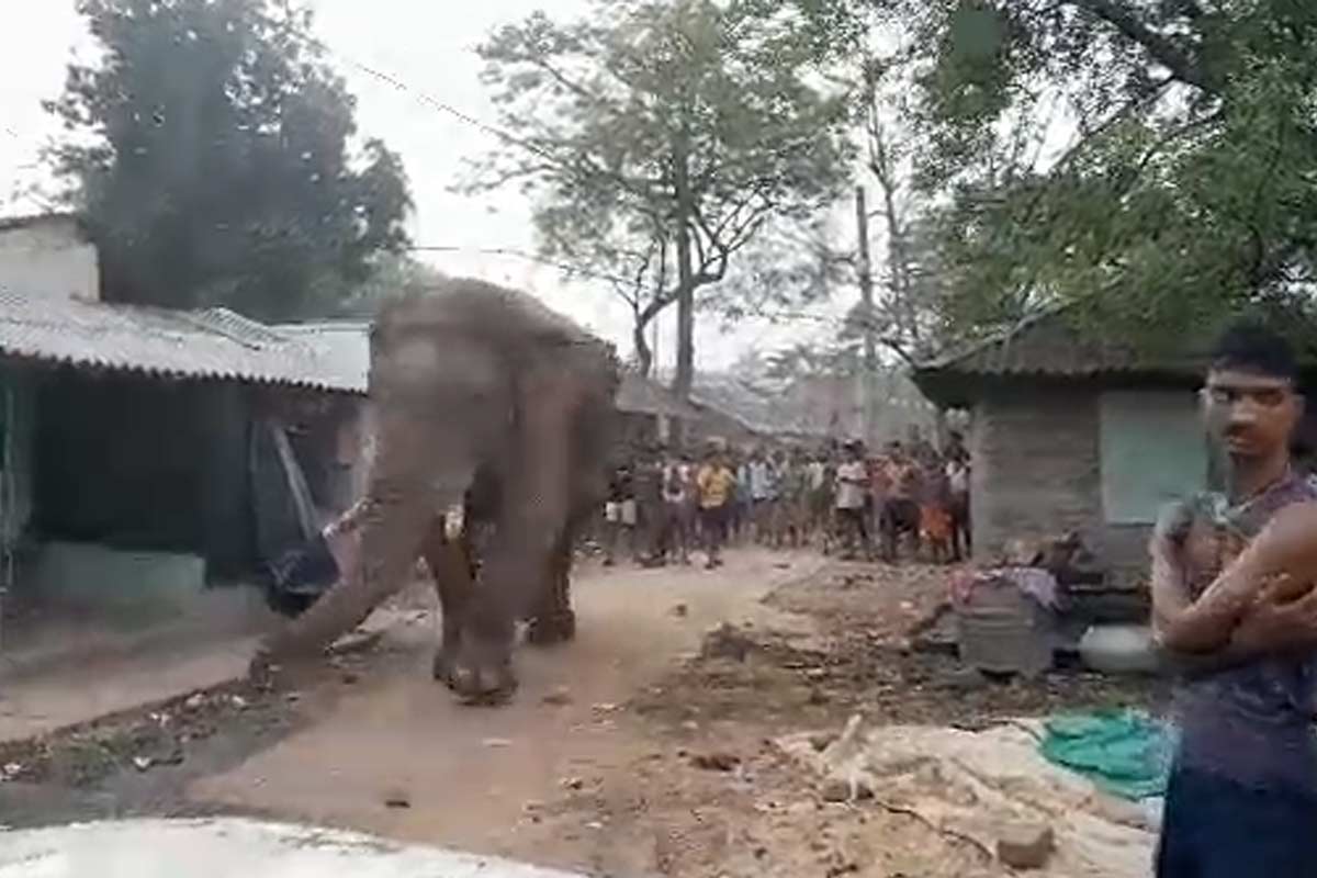 সাতসকালে ভোটকেন্দ্রে রামলাল! দাঁতালের দাপট সামলাতে বিশেষ বন্দোবস্ত