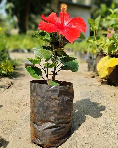 Hibiscus plant believed to be a lucky plant for attracting success
