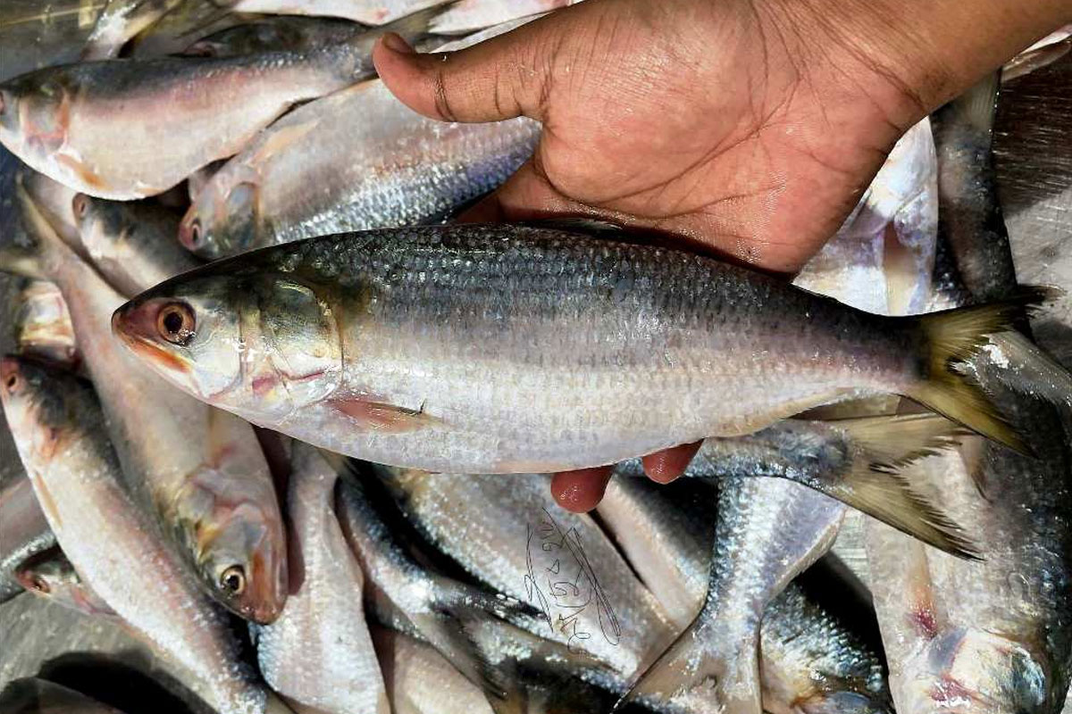 Padma hilsa is shrinking in size due to uncontrolled hunting