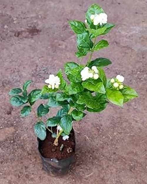 Lucky plant of Jasmine associated with Goddess Lakshmi for peace
